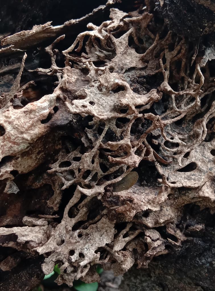 Termite galleries hollowing out structural timber