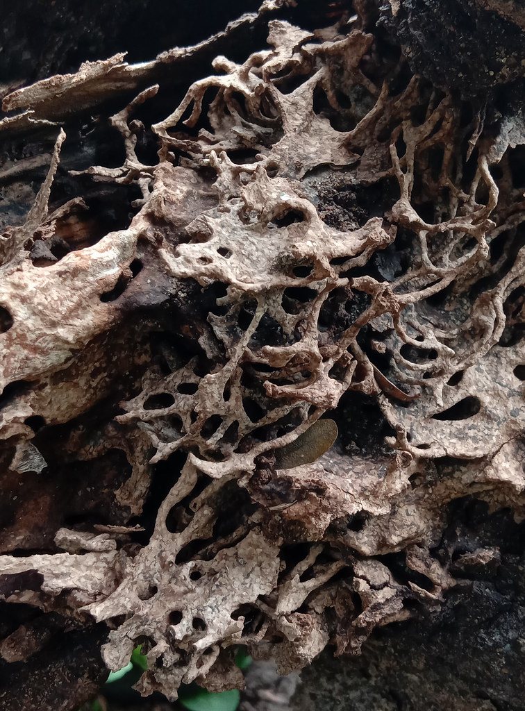 Termite galleries hollowing out structural timber